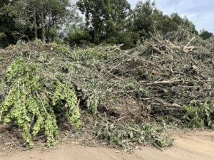 つくば市の株式会社FLAGUP 伐採木受入れ施設　WOOD BASE TSUKUBA-枝葉